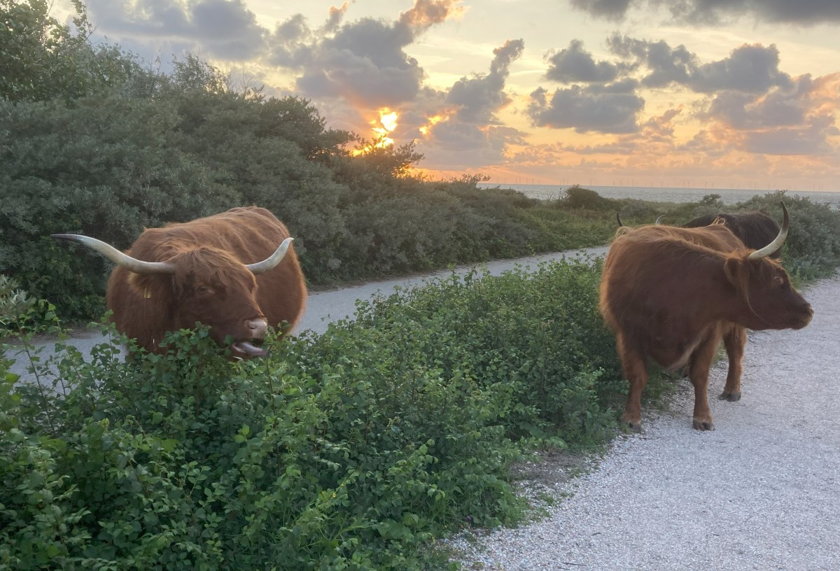 Controle MRI en&nbsp;Vakantie