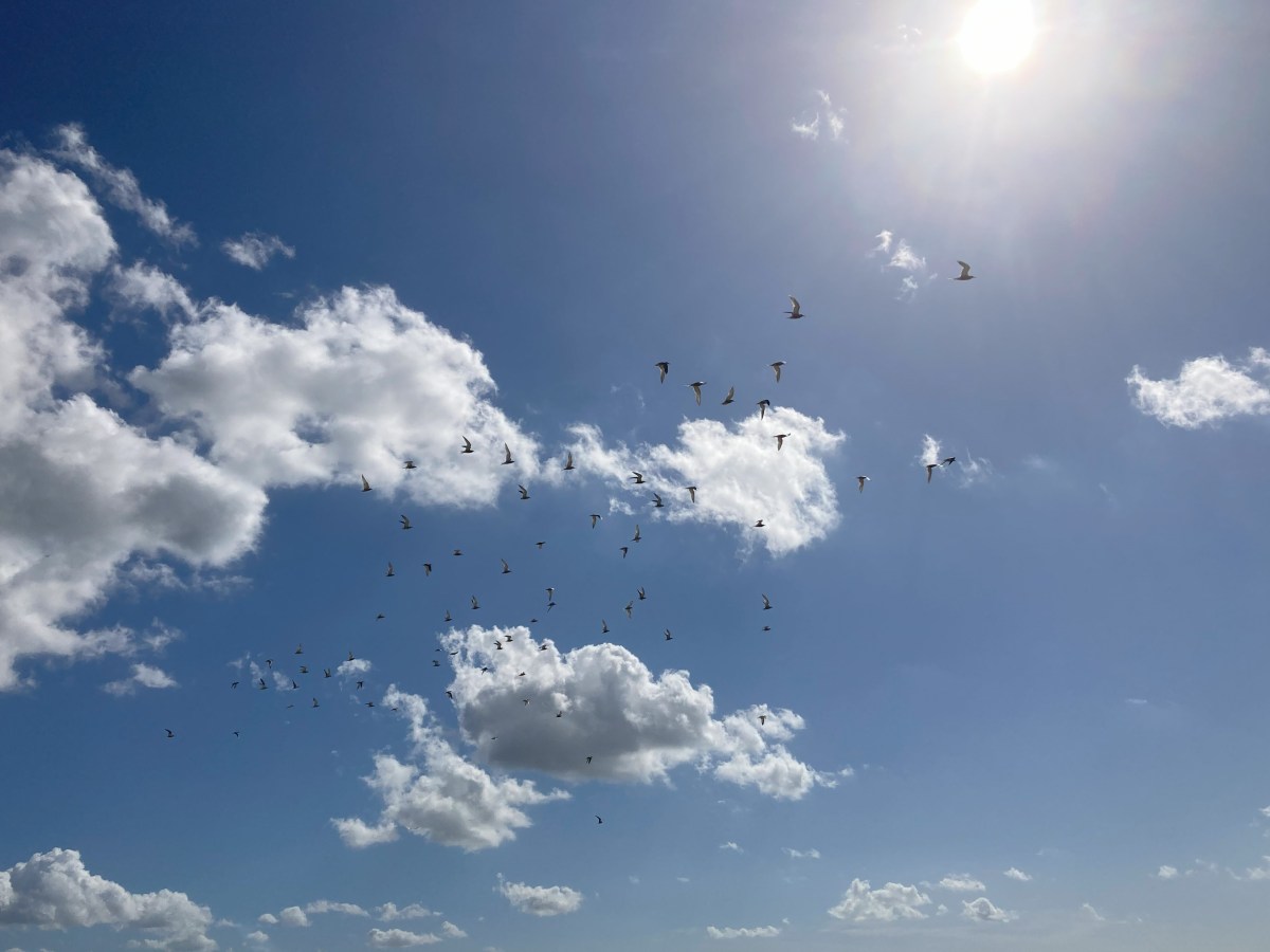 Vervroegde MRI en Vakantie&nbsp;(1)